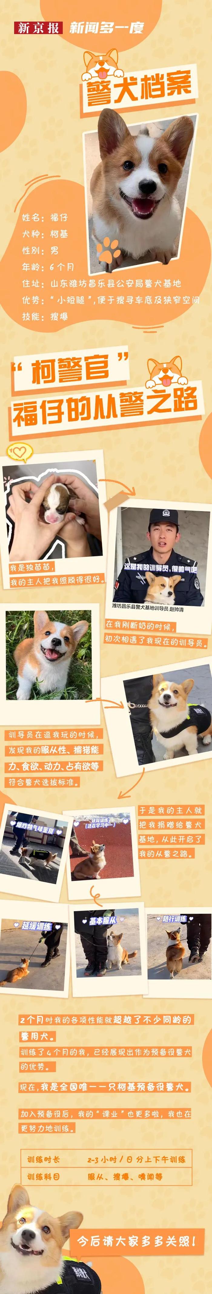 柯基警犬“福仔”走红！它是怎样被选入警队的？