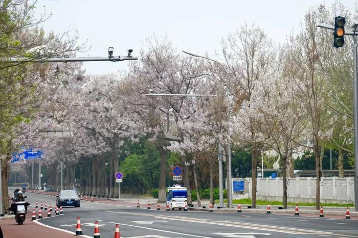 千余棵泡桐树正在绽放！北京这处知名网红打卡地，正等你来→