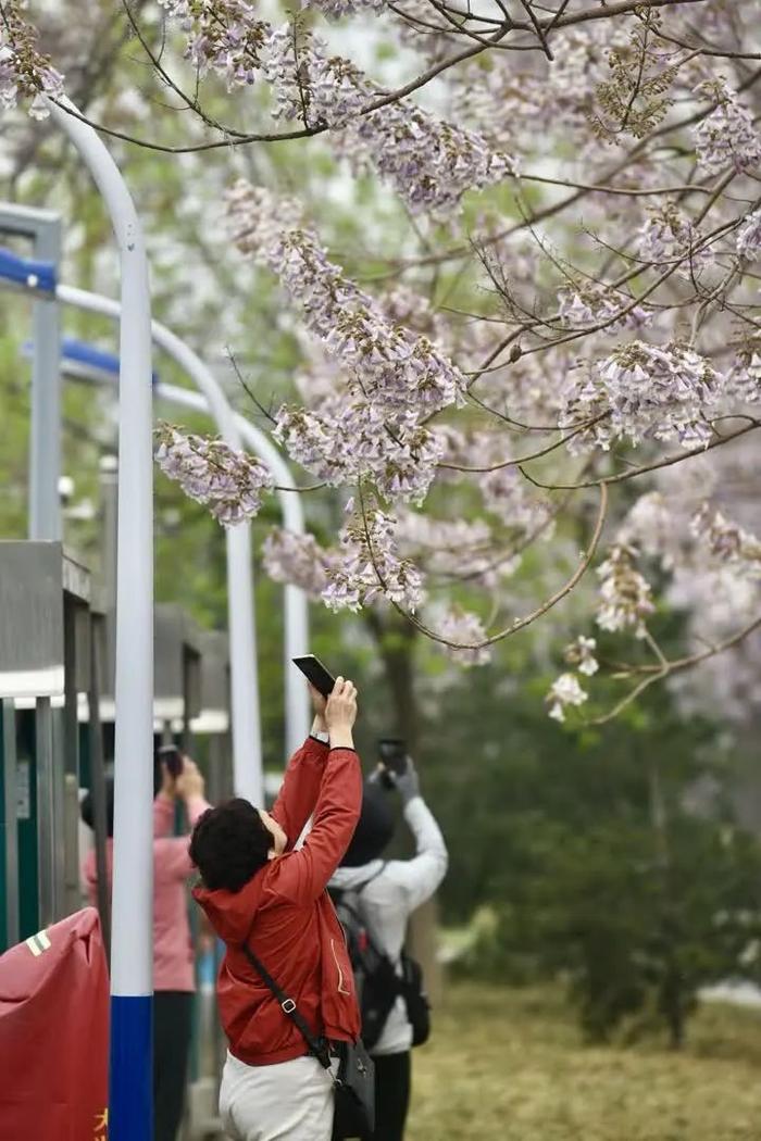 千余棵泡桐树正在绽放！北京这处知名网红打卡地，正等你来→