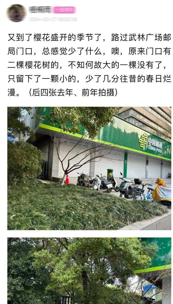 杭州市中心少了棵花树，眼尖的市民全网求助！四天后……