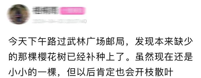 杭州市中心少了棵花树，眼尖的市民全网求助！四天后……