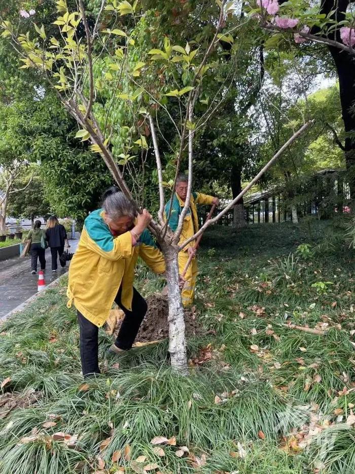 杭州市中心少了棵花树，眼尖的市民全网求助！四天后……