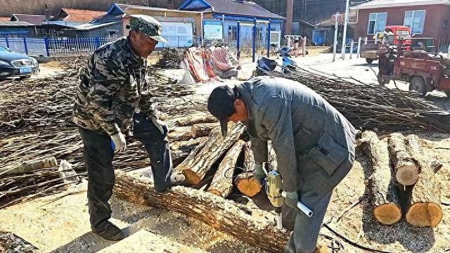 安图县石门镇：椴木木耳种出致富新门路