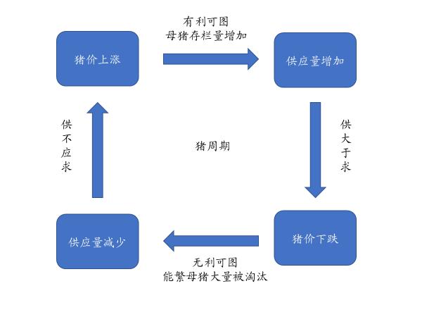 如何更好地把握猪周期节奏？