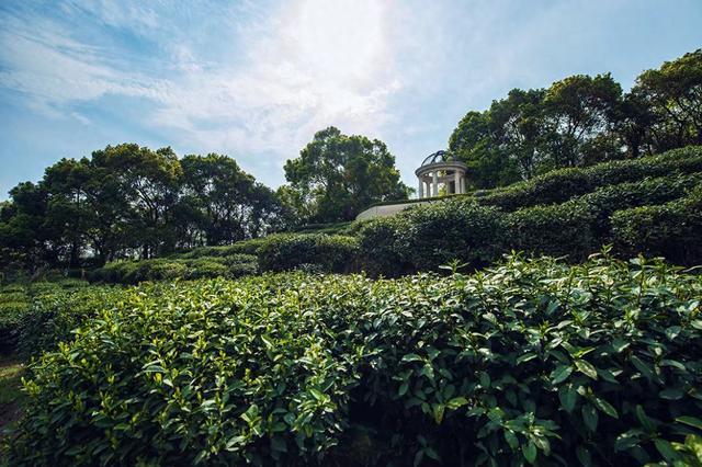 赏花踏青去，最适合“春眠”的酒店