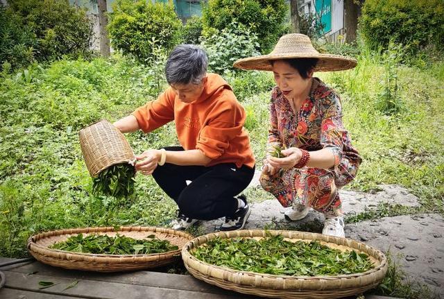 “问茶峨眉山·醉美峨眉茶山行”活动拉开序幕