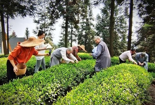 “问茶峨眉山·醉美峨眉茶山行”活动拉开序幕