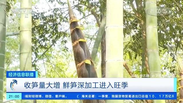 春笋抢“鲜”上市！工厂收笋量大涨 鲜笋深加工进入旺季→