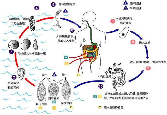 警惕！接触10秒即可被感染！通过这个传播