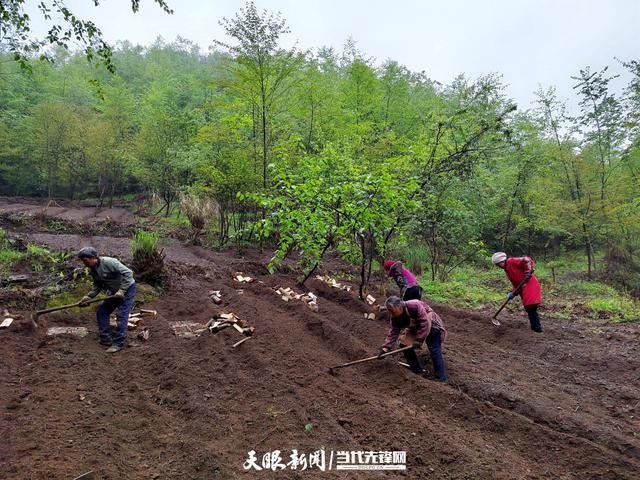 大方县羊场镇：林下奏响致富曲