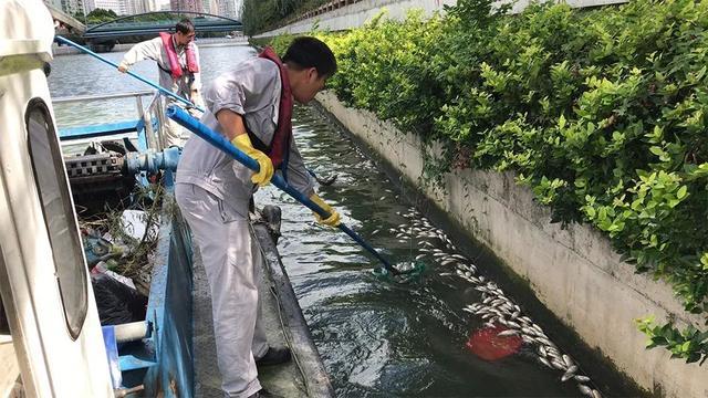 上海苏州河外白渡桥附近出现死鱼？又是这群人干的？相关部门回应
