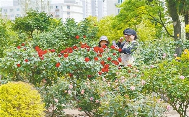 郑州：“赏花热”带火商圈消费 公园周边“春日经济”升温