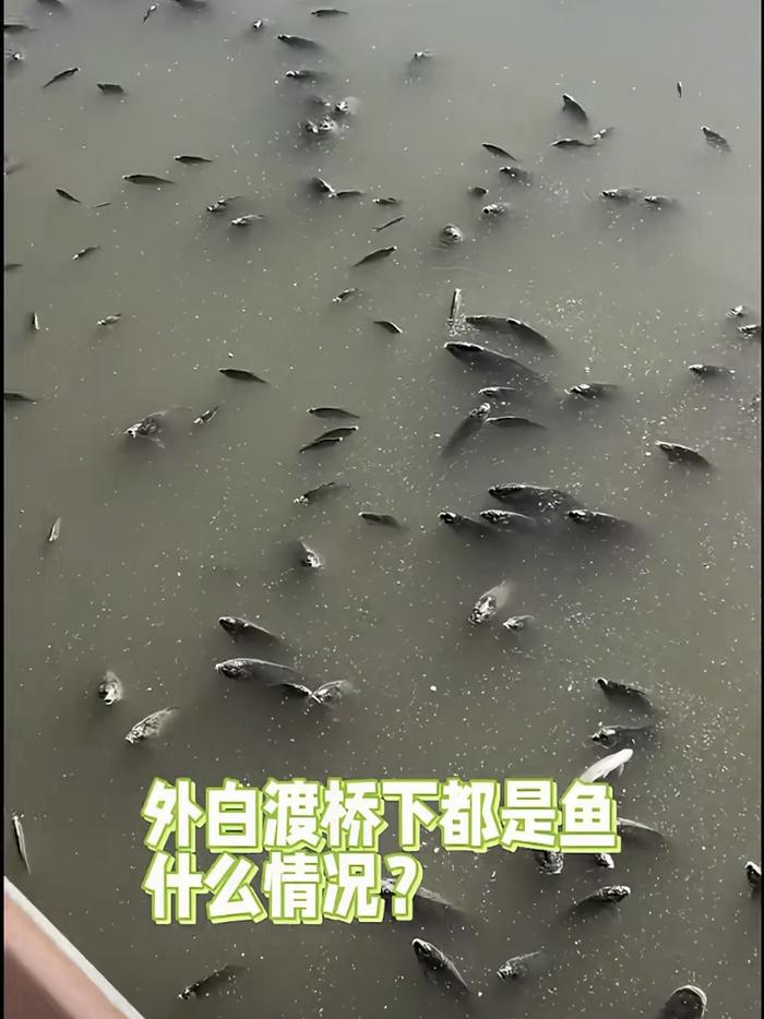 上海外白渡桥下漂浮着死鱼？上海市水管处：污染问题已完成处置