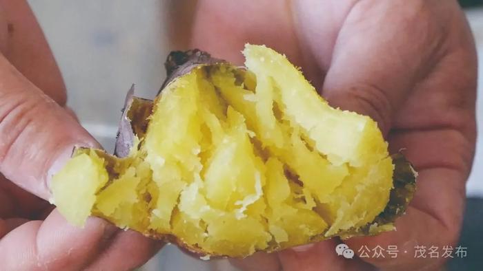 『薯』你最甜！茂名首创果园套种甘薯新模式产出效益