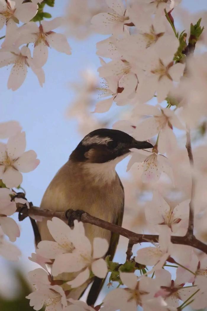 玉渊潭公园“四季之声”系列科普视频第一季——“春”之声