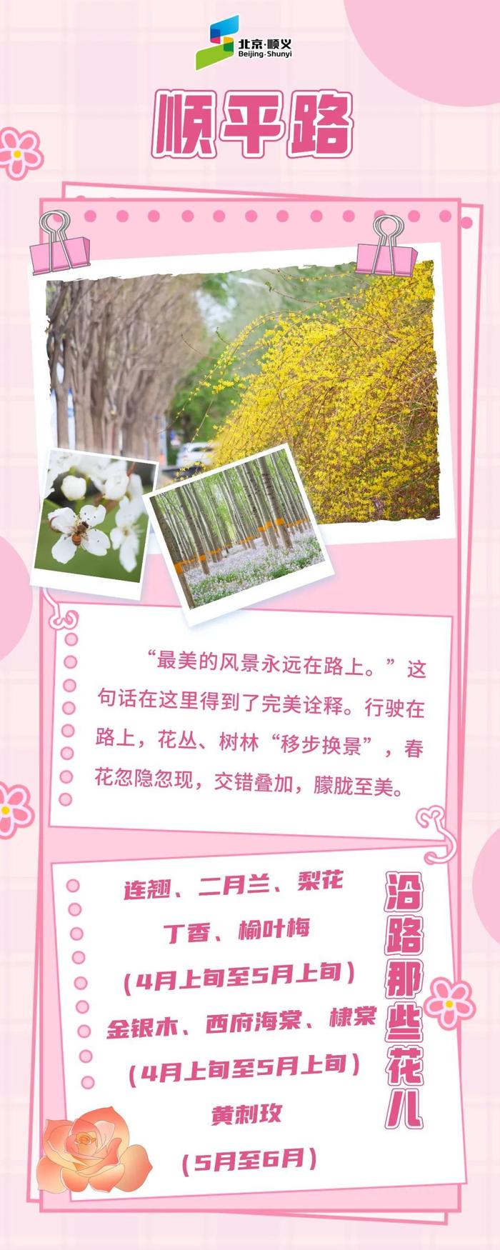 启程！一路繁花正当时——沿着顺义公路去探春