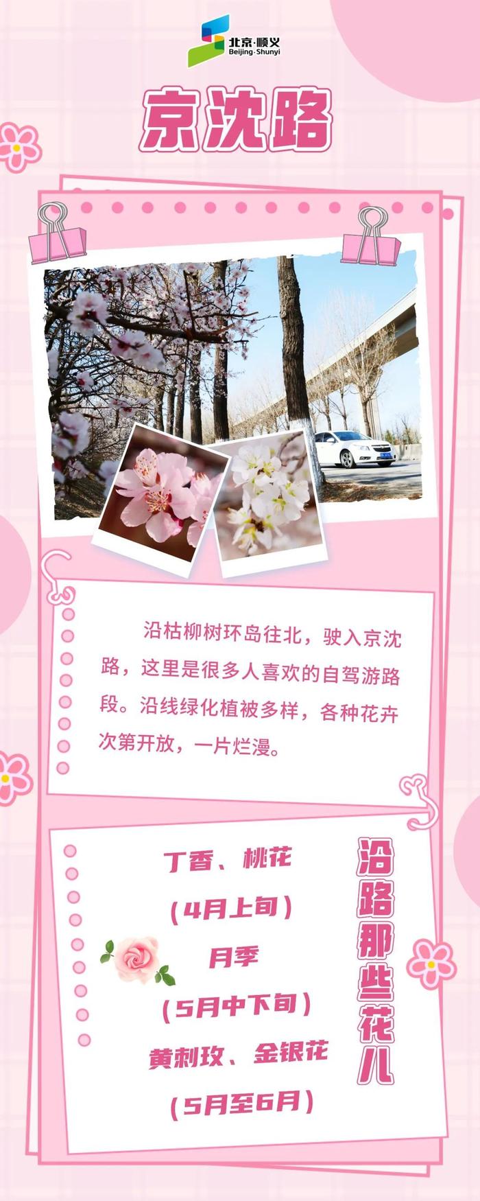 启程！一路繁花正当时——沿着顺义公路去探春