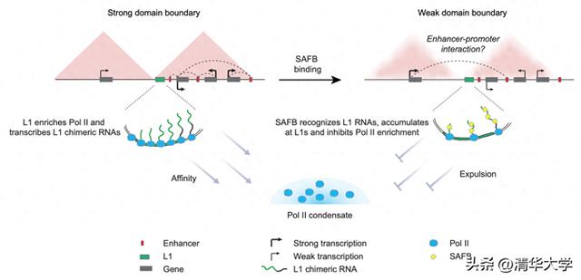 清华团队揭示L1反转录转座子的转录活性调控染色质拓扑结构域边界的形成
