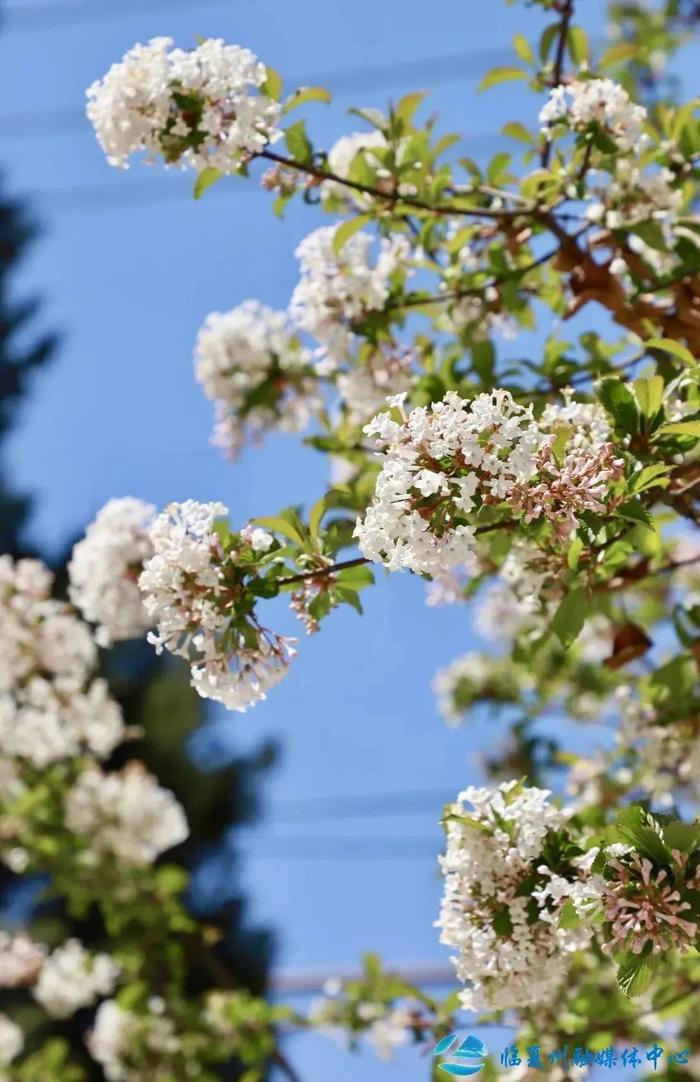 4月必去！临夏竟藏着这样的踏青宝藏地……