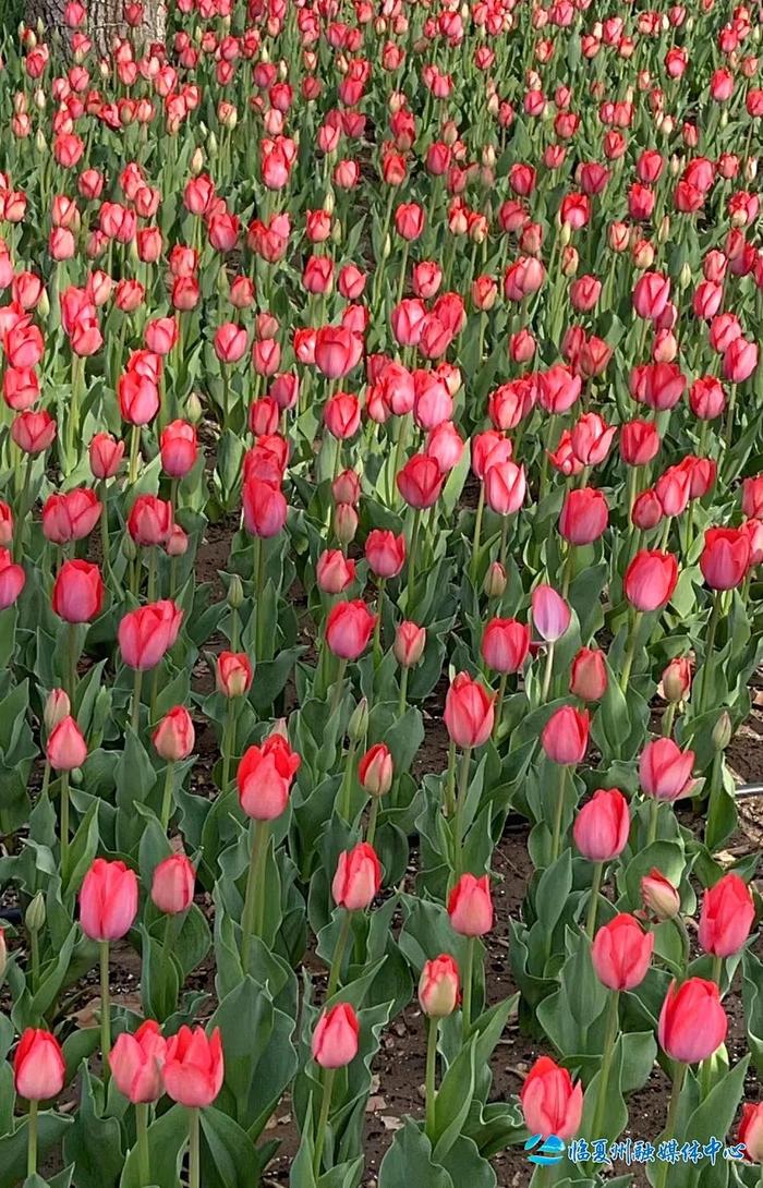 4月必去！临夏竟藏着这样的踏青宝藏地……