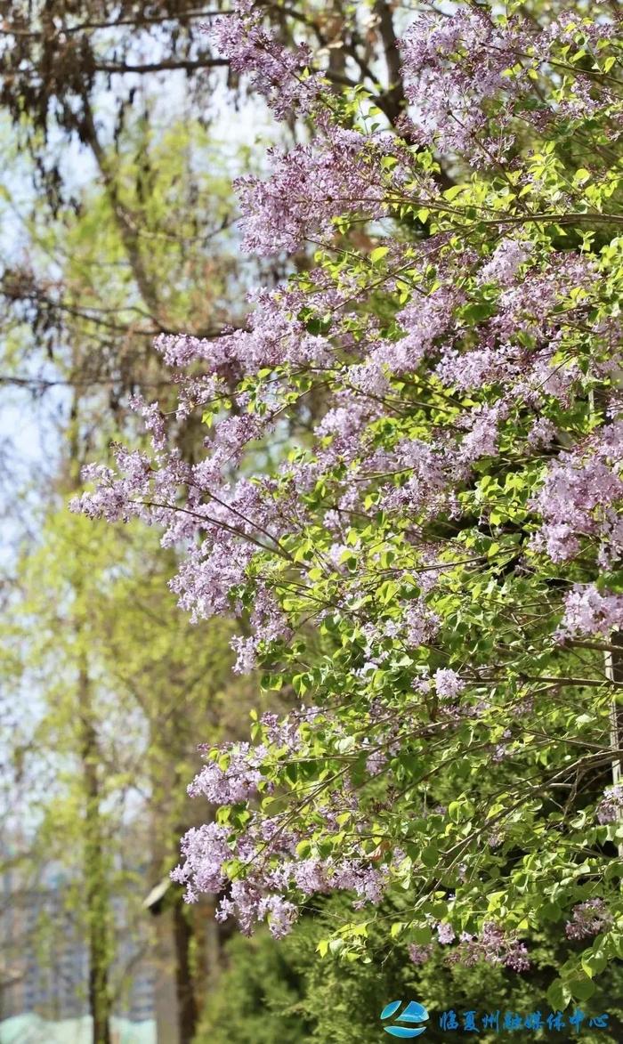 4月必去！临夏竟藏着这样的踏青宝藏地……