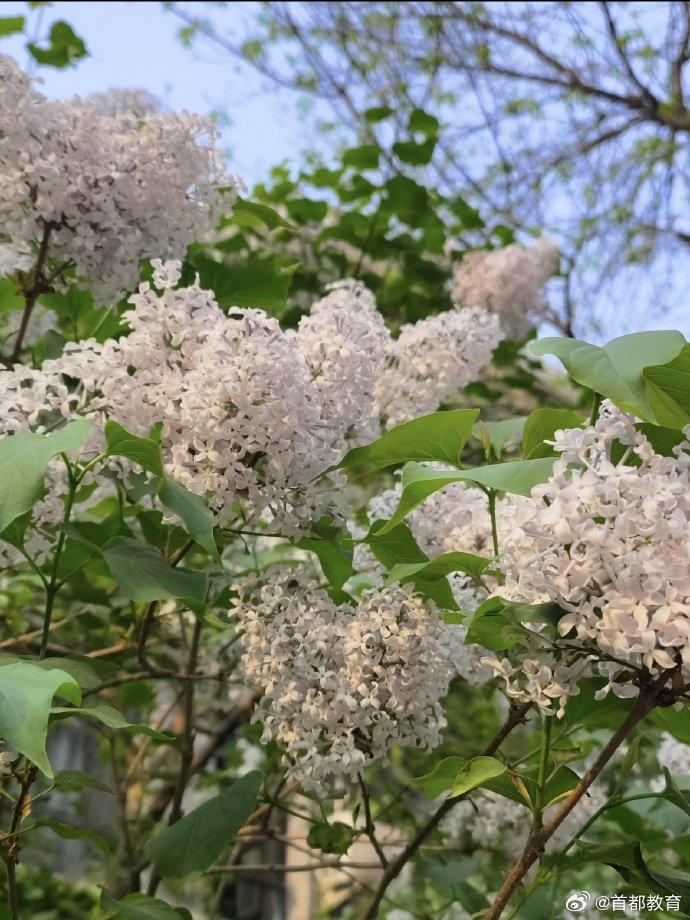 春天的北京师范大学校园有多美