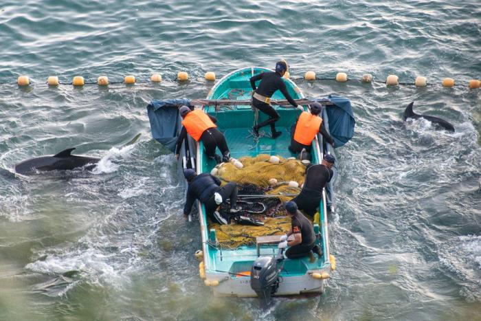报告：圈养海豚娱乐业从日本“海豚湾”血腥猎捕中获利