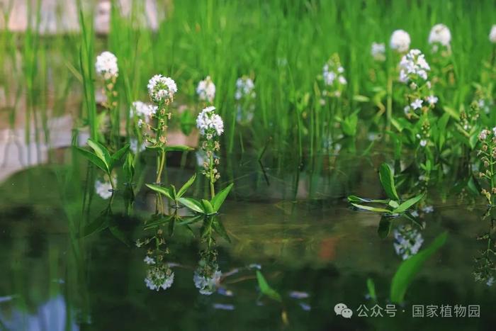 湿地里的白色精灵——睡菜