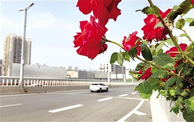 粉、红、黄色月季绽放郑州高架桥 “空中花廊”伴你一路好风景