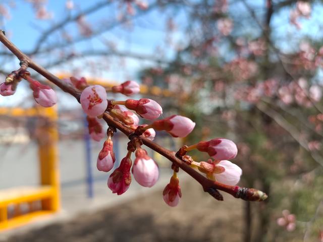 天桥岭：四月桃花盛开，与你相聚在浪漫的春日里