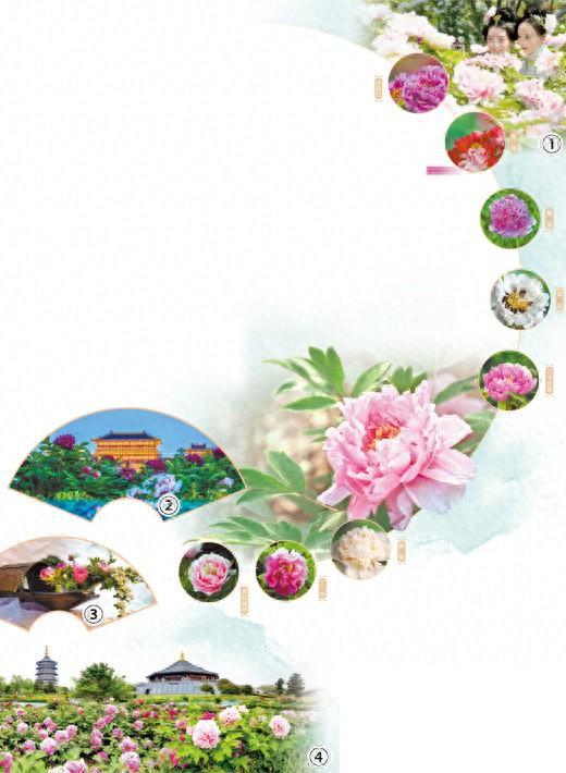 河南洛阳举办牡丹文化节：又到牡丹花开时（一朵花读懂一座城）