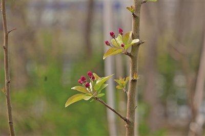 14岁的“玉兰王”和花盆里的“帝王树”