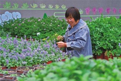 北京最大“芳香圃”近百种芳香蔬菜今年探索规模种植