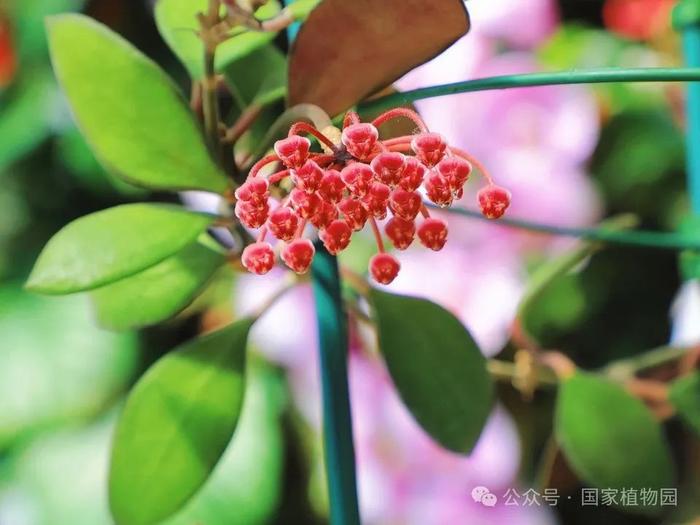 球兰属植物展今日开展