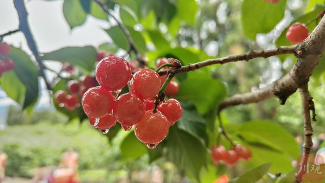 冕宁樱桃红 1.6万亩“红色珍珠”挂枝头