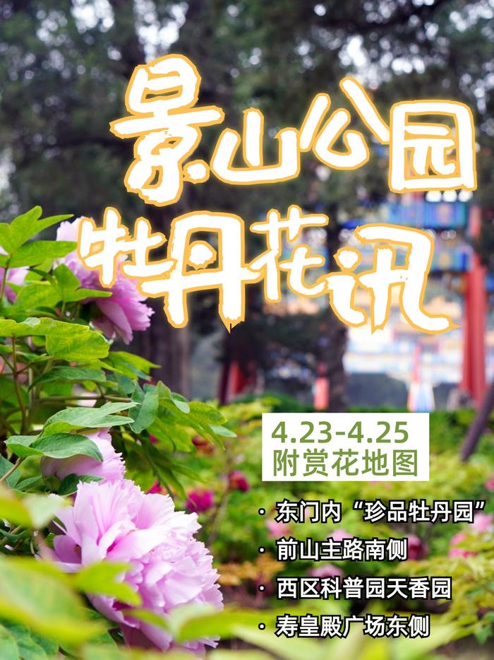 牡丹花讯来啦！景山公园进口牡丹品种逐步进入花期