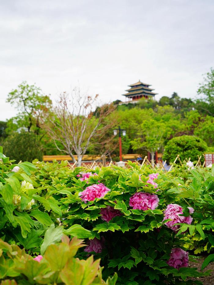 牡丹花讯来啦！景山公园进口牡丹品种逐步进入花期