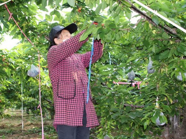 河南安阳县：特色种植尝“甜头” 产业振兴有“奔头”