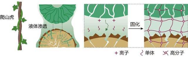 走通纤维锂离子电池“最后一公里”，《自然》主刊发表复旦团队最新成果