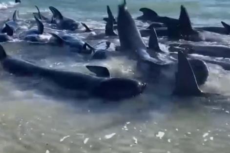 已死亡29头！百余头鲸鱼在澳大利亚海滩搁浅