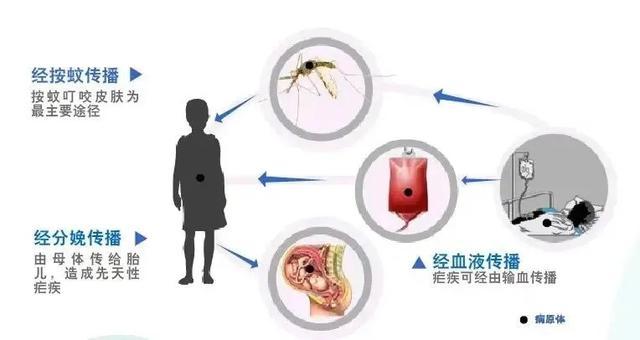 疟疾大揭秘：一文带你认识这个“忽冷忽热”的隐形杀手