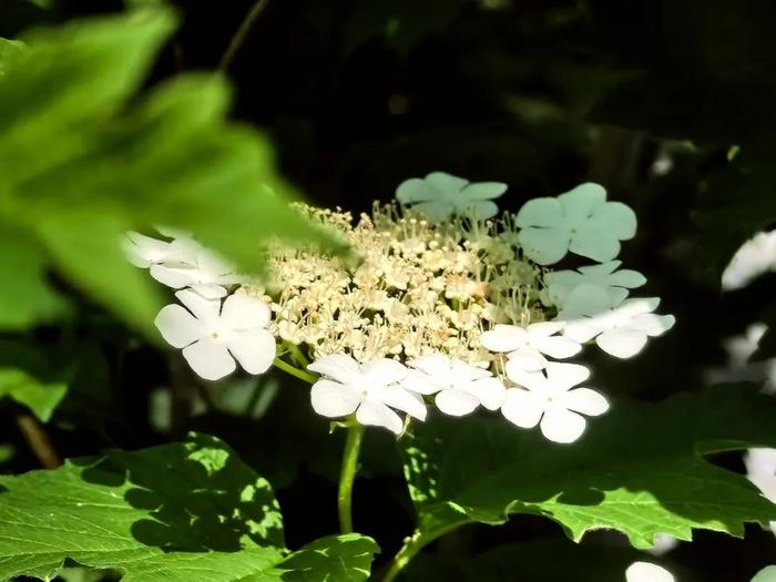 北海花鉴（五）丨天目琼花，一环明月破香葩