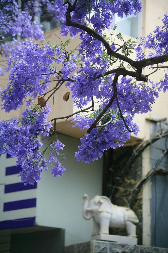 【拍客】绝美！昆明这些赏蓝花楹的“秘密”地点你知道吗？