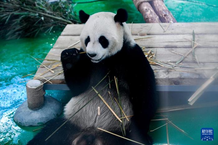 【中央媒体看甘肃】兰州野生动物园熊猫馆正式开馆