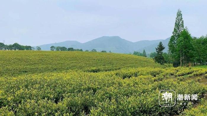 安吉本地茶农被诉商标侵权，“安吉白茶”四个字怎样用才不侵权？