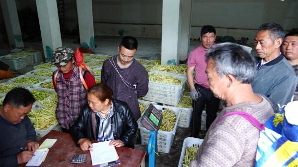 重庆市奉节县龙桥土家族乡第八届采笋季启幕