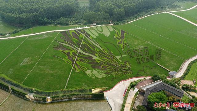 南宁市宾阳县大陆村“稻田艺术画”再上新作