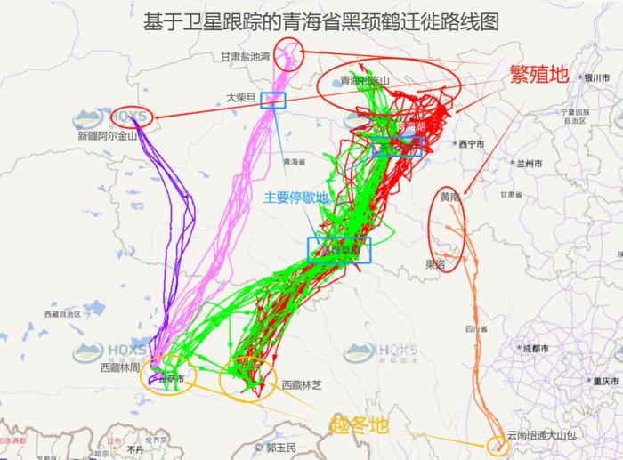 青海发布黑颈鹤迁徙路线图