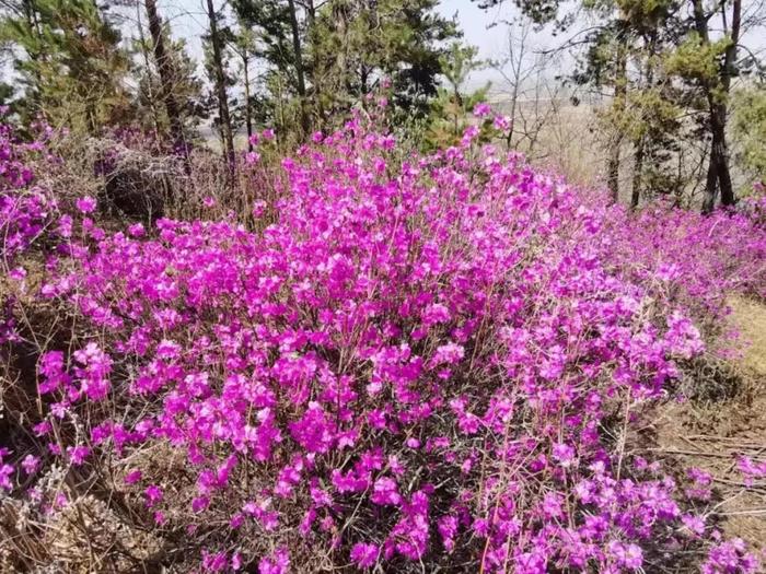 不负好春光，赏花正当时，这份依兰赏花指南请收好