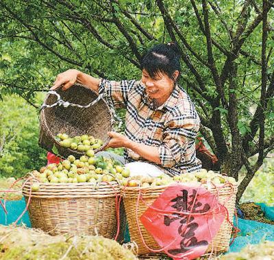 立夏：风暖昼长，万物并秀（二十四节气里的中医养生之道）